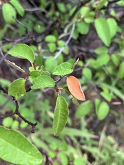 Croton pseudopulchellus, photograph author not stated, no rights reserved