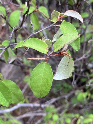 Croton pseudopulchellus, photograph 6