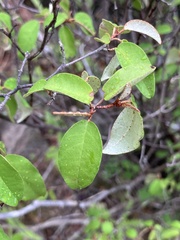 Croton pseudopulchellus, photograph author not stated, no rights reserved