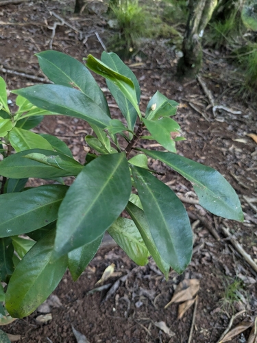 Discocalyx megacarpa observed 2025-02-09