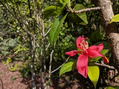 Hibiscus clayi
