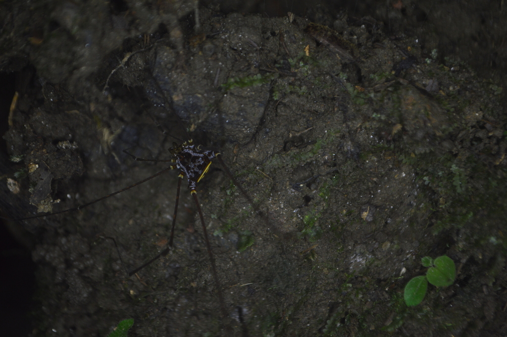 daddy longlegs