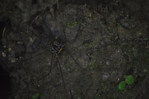 daddy longlegs