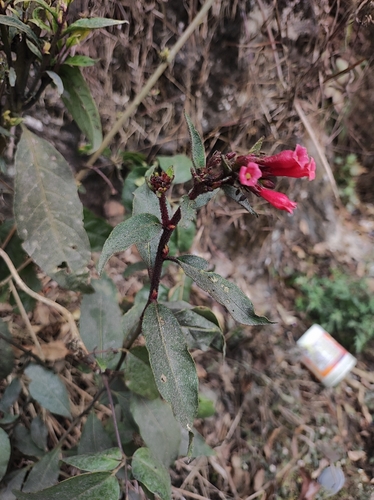 Image of Cestrum fasciculatum by no rights reserved
