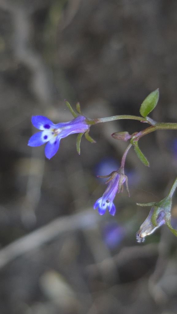 Lobelia chireensis