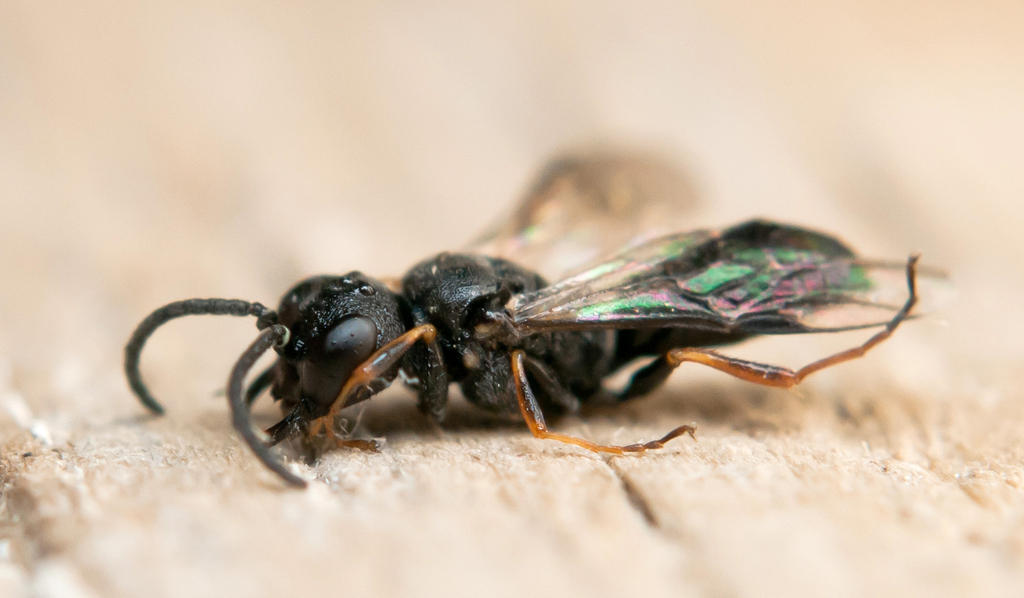 Diodontus medius