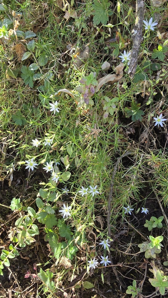 Minuartia filifolia