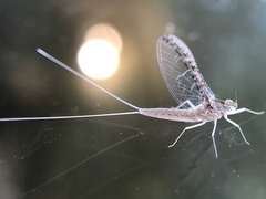 Callibaetis skokianus