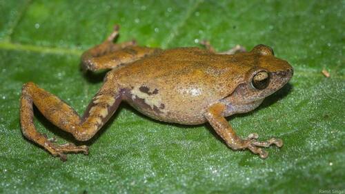 Coonore bushfrog, Raorchestes coonoorensis