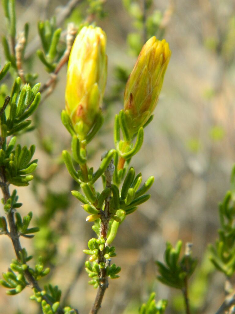 Pteronia ambrariifolia