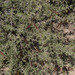 Acacia etbaica
