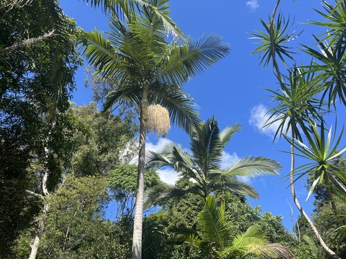 Foto de Palmeira-real-australiana