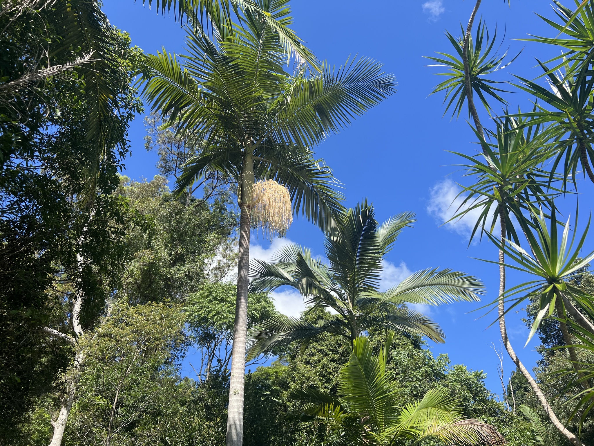 Imagem de Palmeira-real-australiana
