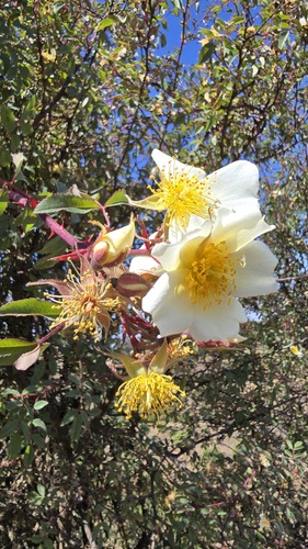 Rosa abyssinica, photograph 5