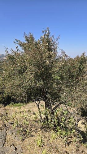 Rosa abyssinica, photograph 6