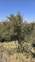 Rosa abyssinica, photograph (c) Petra Holland, some rights reserved (CC BY)