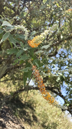 Buddleja polystachya, photograph 5