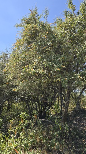 Buddleja polystachya, photograph 6