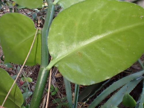 Euphorbia tithymaloides