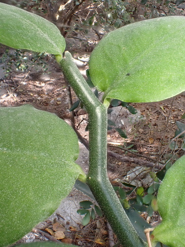 Euphorbia tithymaloides