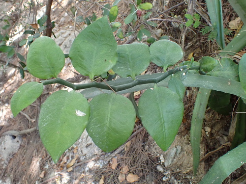Euphorbia tithymaloides