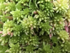 Sphagnum subnitens