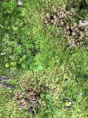 Sphagnum subnitens