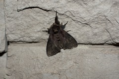 Dasychira grisefacta