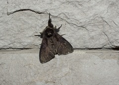 Dasychira grisefacta