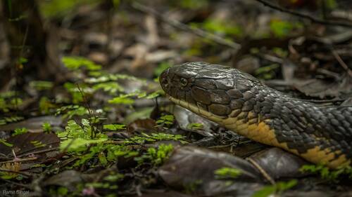 Western Ghats King Cobra