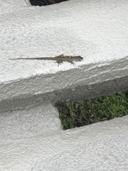Anolis sagrei