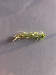 Sphagnum subnitens