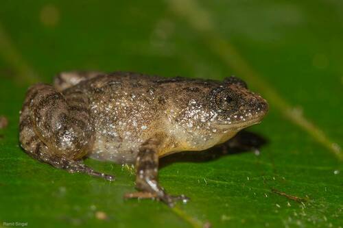 Miniature Night Frog, Nyctibatrachus minimus
