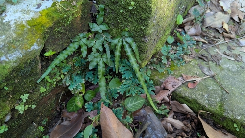 Pteris × namegatae iNat (1)