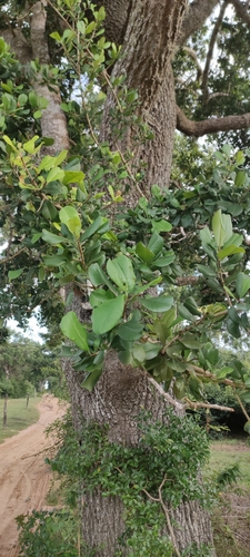 Foto de Maçaranduba