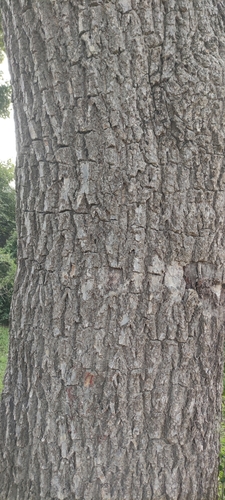 Foto de Maçaranduba