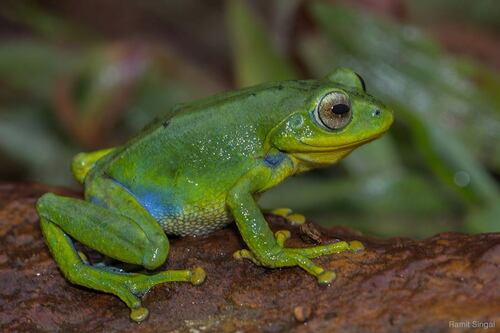 Indigo Bush Frog, Raorchestes indigo