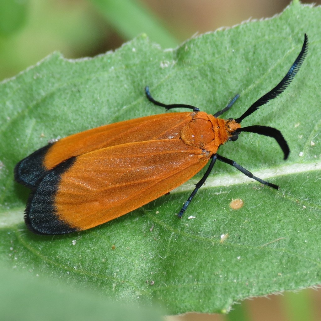 Neoalbertia