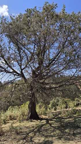 Juniperus procera, photograph 4