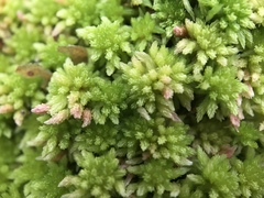 Sphagnum subnitens