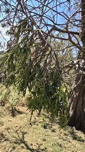 Juniperus procera, photograph 6