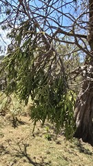Juniperus procera, photograph (c) Petra Holland, some rights reserved (CC BY)