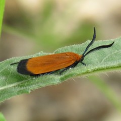 Neoalbertia constans