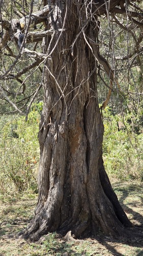 Juniperus procera, photograph 5