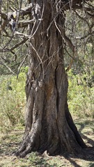 Juniperus procera, photograph (c) Petra Holland, some rights reserved (CC BY)