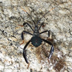 Acanthocephala thomasi