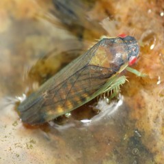 Gypona verticalis