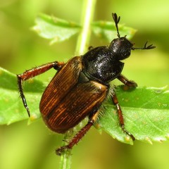 Strigoderma pimalis