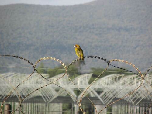 Speke's Weaver (Ploceus spekei), photo 1