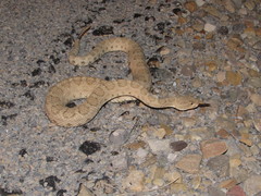 Crotalus oreganus concolor